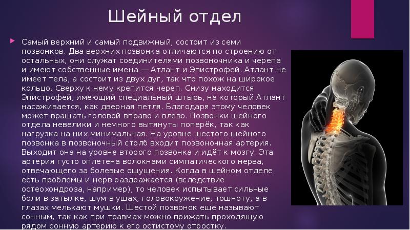 Отдел наиболее. 7 Позвонок шейного отдела. Шейный отдел позвоночника состоит. Самый подвижный отдел позвоночника. Подвижные позвонки шейного отдела.