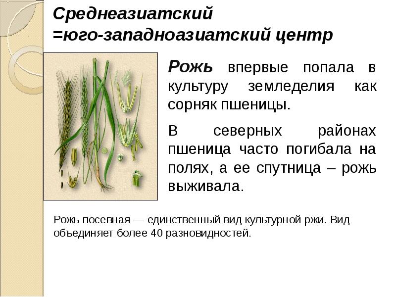 Многообразие и происхождение культурных растений дары старого и нового света 6 класс презентация