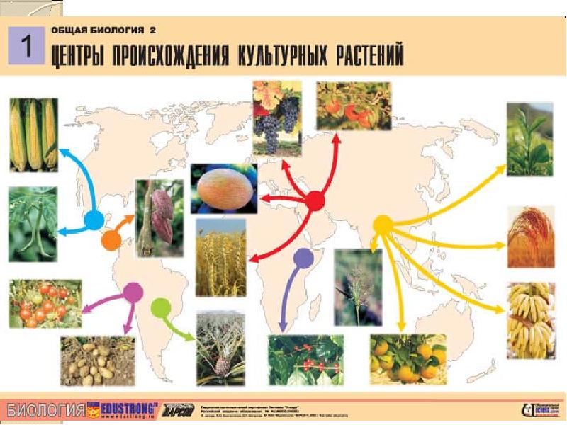 Презентация по биологии 5 класс происхождение растений