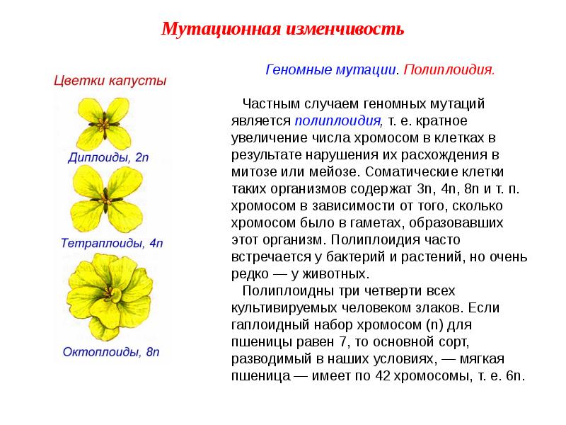 Полиплоидия презентация 10 класс