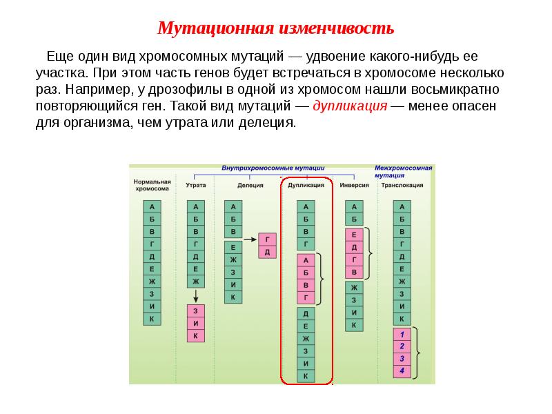 Презентация на тему мутационная изменчивость