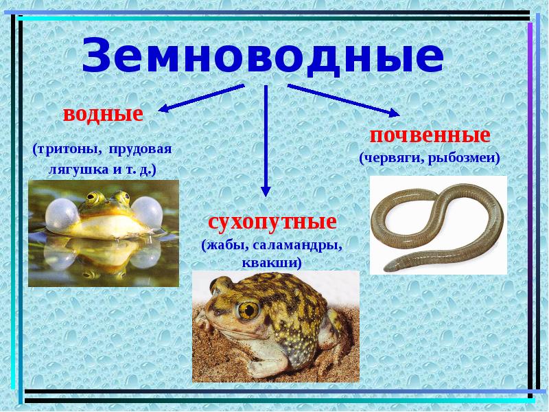 Земноводные презентация 2 класс