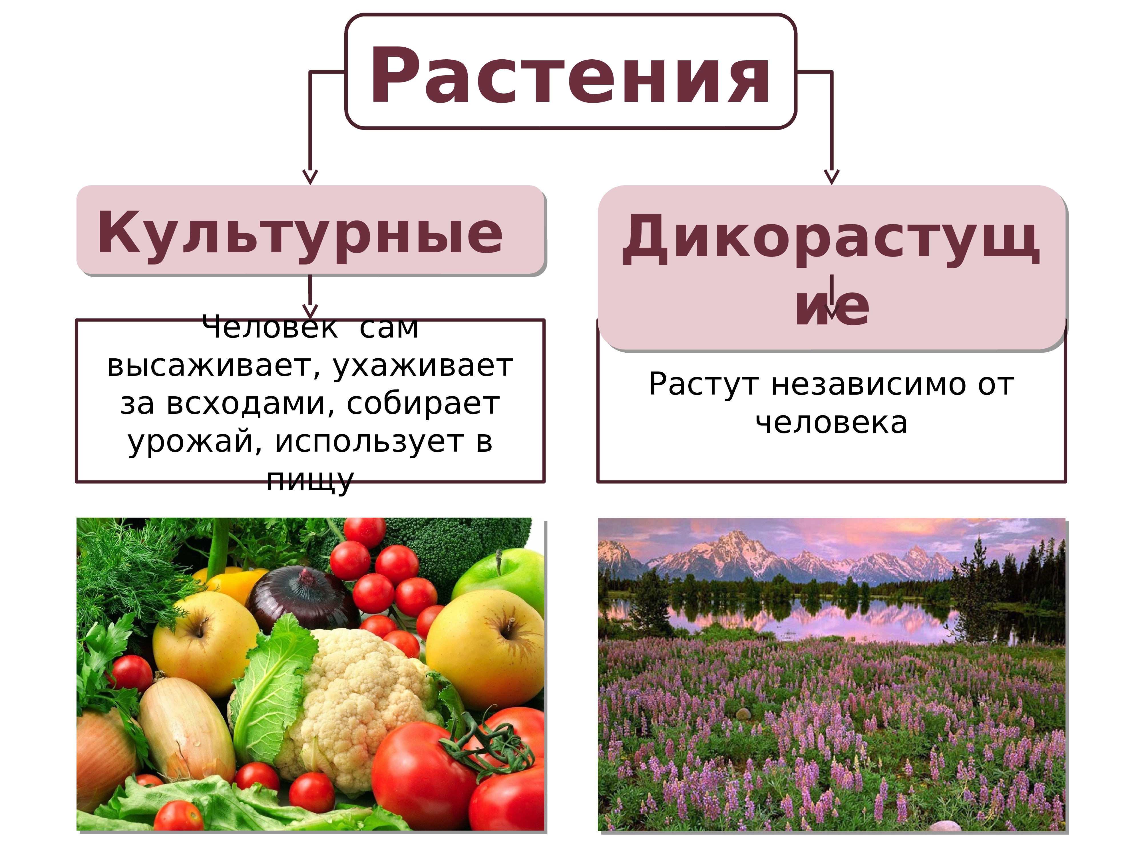 Практическая работа сравнение культурных растений 3 класс. Полезные культурные растения. Культурные сельскохозяйственные растения. Культурные растения культурные растения. Культурные растения презентация.