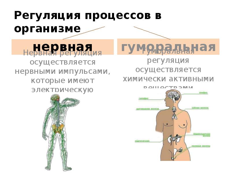 Регулирующие системы органов человека. Гуморальная система человека. Гуморальная регуляция организма. Регуляцию всех процессов в организме человека осуществляют. Гуморальные воздействия на физиологические процессы в организме.