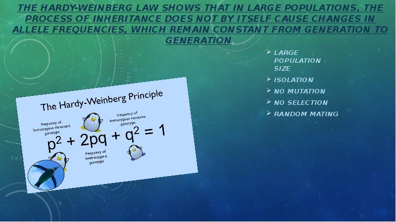 The Hardy-Weinberg law shows that in large populations, the process of
