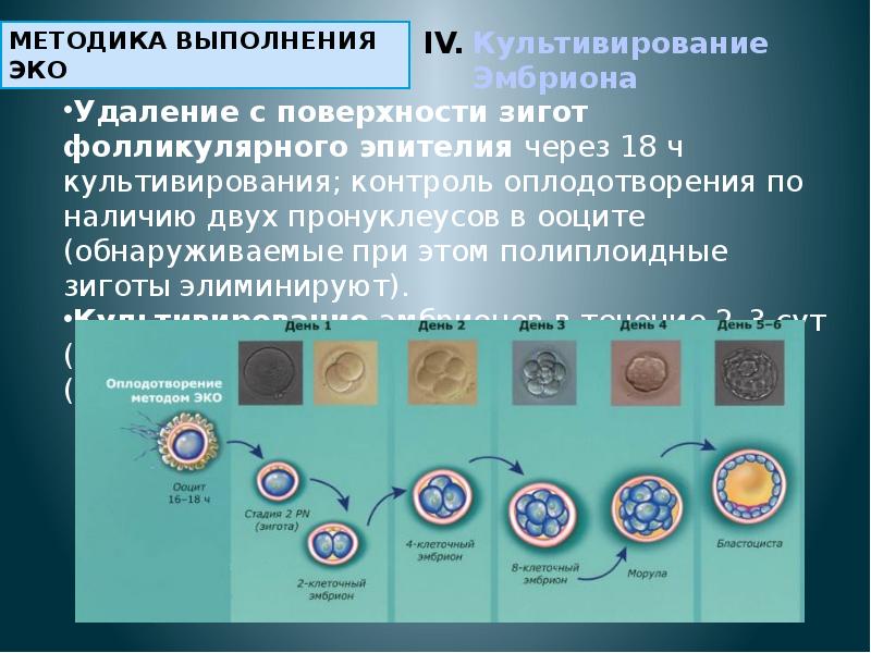 Проект на тему оплодотворение