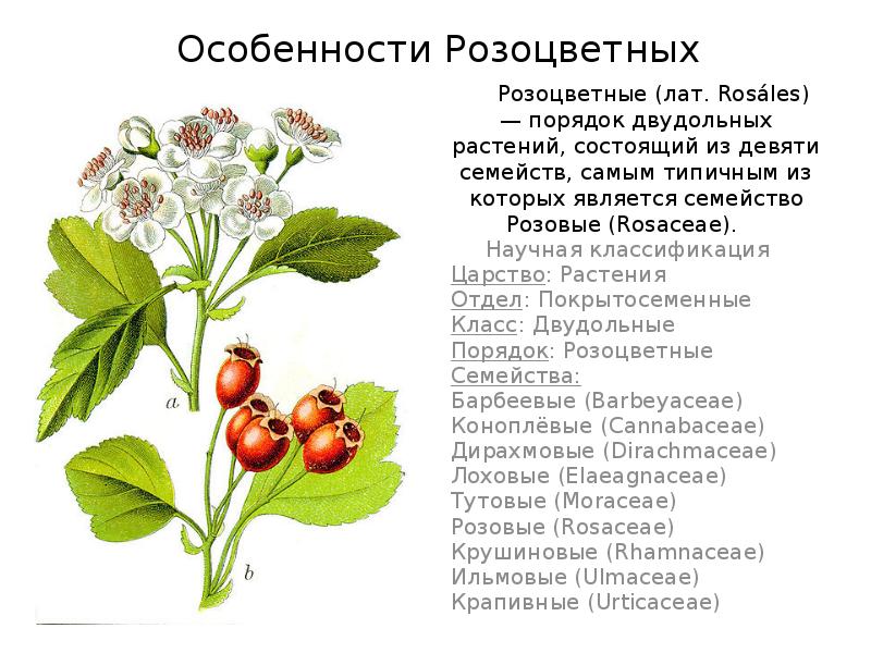 Признаки представителей семейства розоцветные