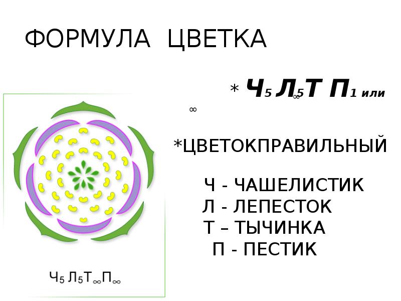Ч5 л5 т бесконечность п бесконечность. Семейство Розоцветные формула. Ч5л5т5п(2) формула цветка семейства. Формула цветка семейства розоцветных. Формула цветка розоцветных.