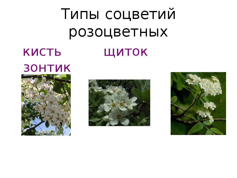 Тип соцветия впр 6 класс