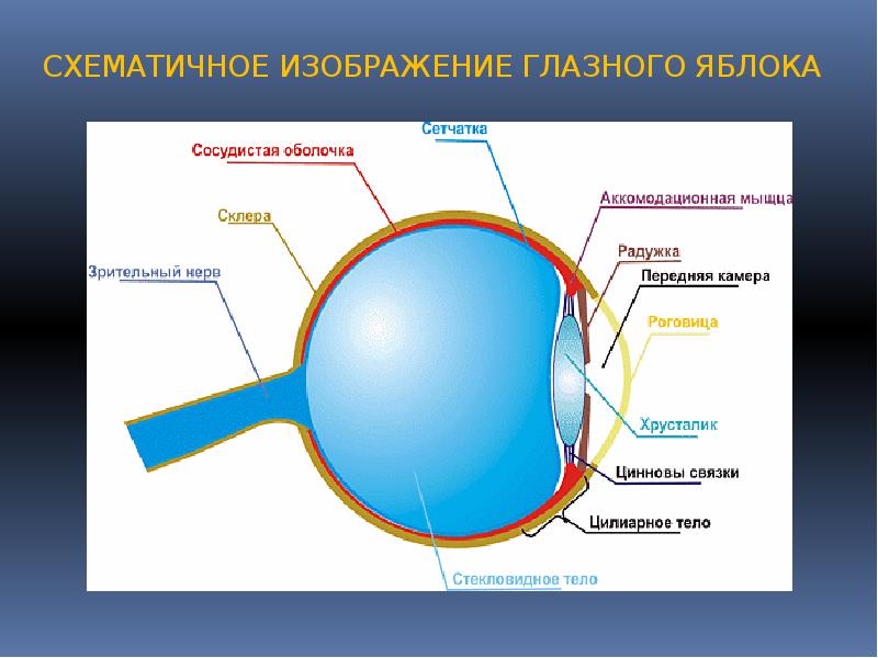 Зрительный анализатор обеспечивает