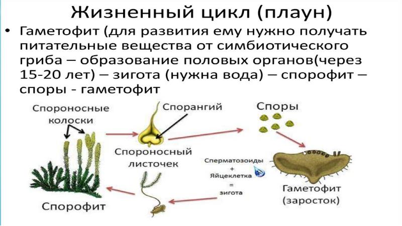 Схема изменения соотношения гаметофита и спорофита в процессе эволюции