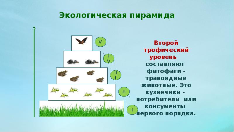 В представленном на рисунке сообществе можно выделить впиши только число трофических уровня