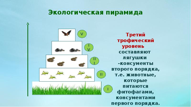 Стрелками на рисунке указано на всех показателей численности биомассы энергии с трофического уровня