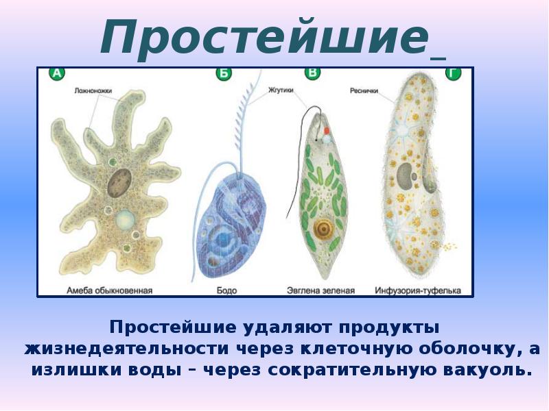 Многообразие простейших 8 класс