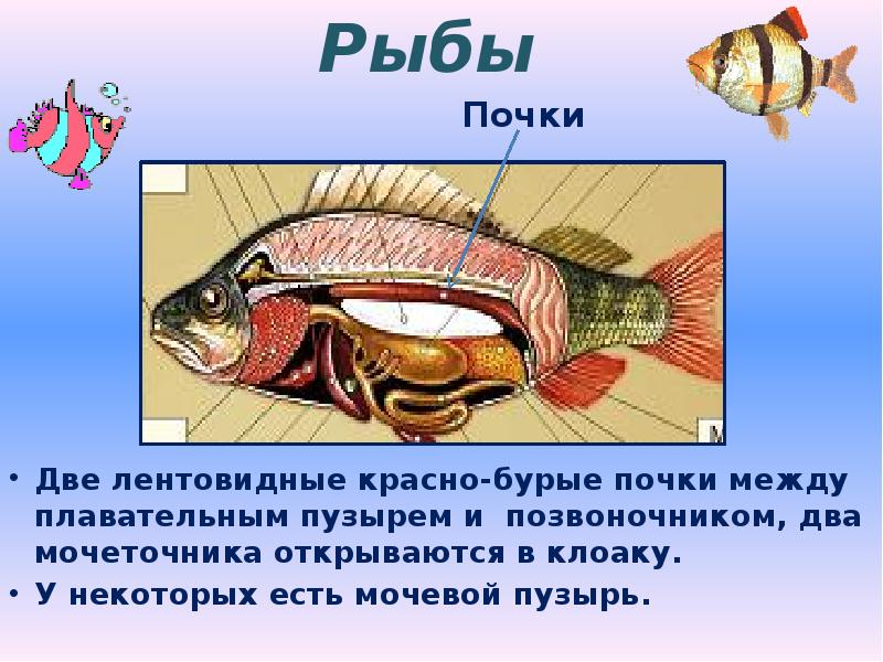 Есть ли плавательный пузырь у костных рыб. Строение плавательного пузыря у рыб. Мочевой пузырь у рыб. Плавательный пузырь строение. Плавательный пузырь у осетра.