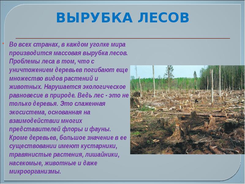Благодаря лечения я быстро поправился вырубая леса. Доклад на тему вырубки леса. Проблема вырубки леса. Вырубка лесов человеком. Вырубка лесов сообщение.