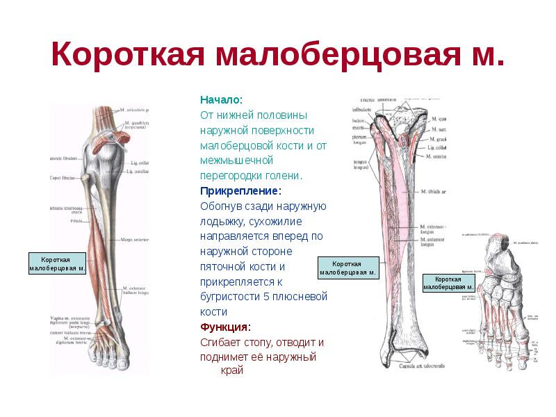 Малоберцовая мышца. Прикрепление короткой малоберцовой мышцы:. Малоберцовая кость нижней конечности. Короткая малоберцовая мышца прикрепляется. Короткая малоберцовая мышца функции.