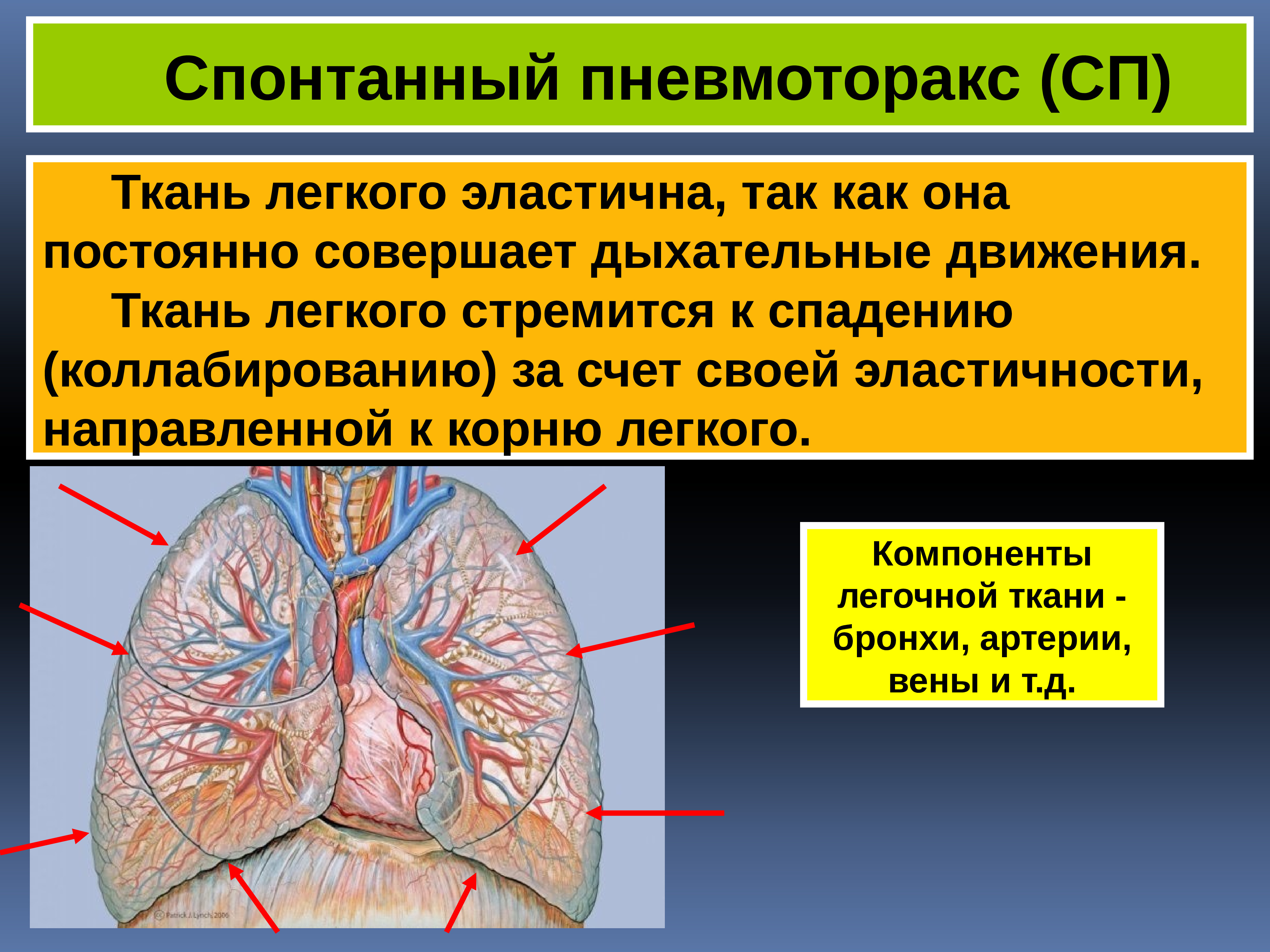 Пульмонология фтизиатрия. Легочная ткань человека. Компонентами ткани легких.