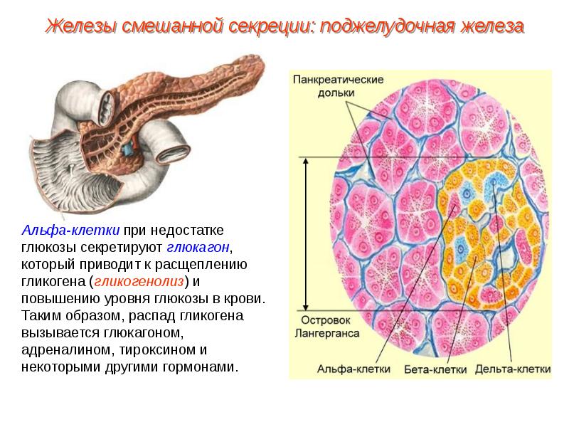 Пименов эндокринная система презентация