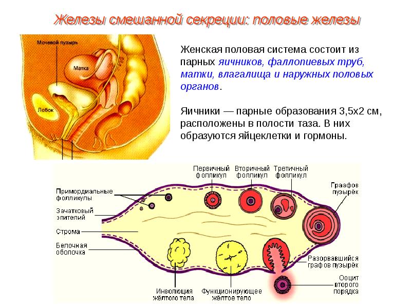 Железа женские органы. Женская половая система. Половые железы женской половой системы. Женская половая система железы. Железы наружных половых органов.