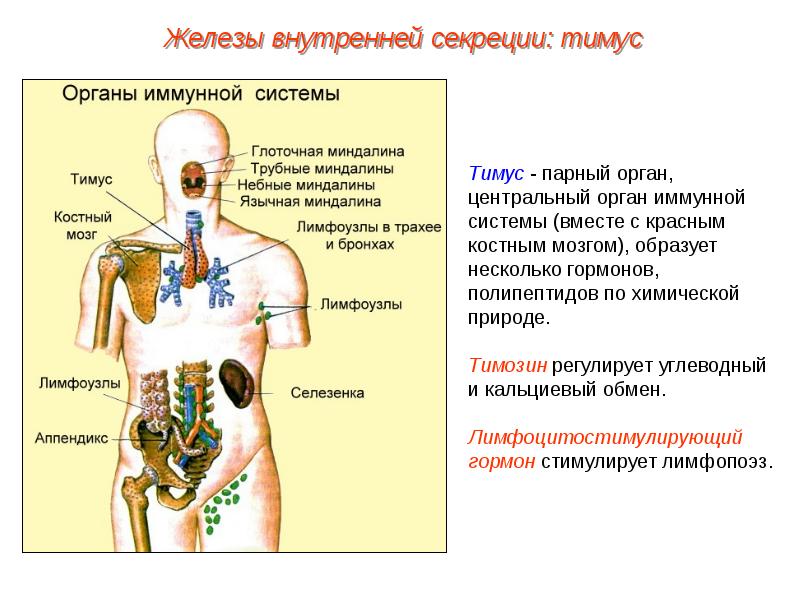 Какой гормон вырабатывают железы внутренней секреции обозначенные на рисунке цифрой 1