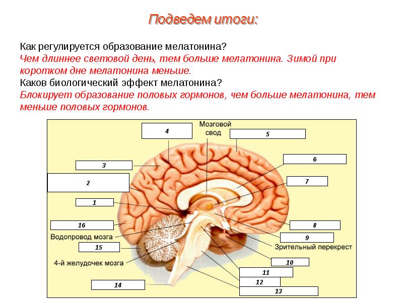 Пименов эндокринная система презентация