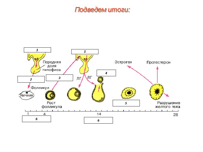 Пименов эндокринная система презентация