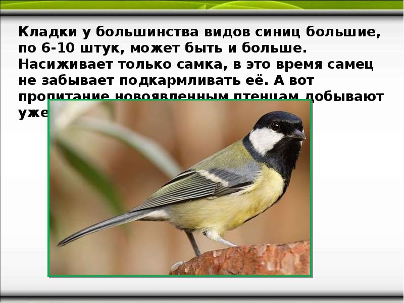 Возникшие в результате пищевой специализации виды синиц. Виды синиц. Рисуем синицу презентация. Синица птица фото и описание разновидности. Виды синиц с картинками и названиями.