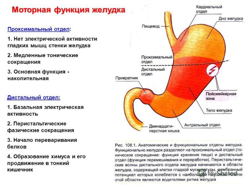 Схема желудка человека