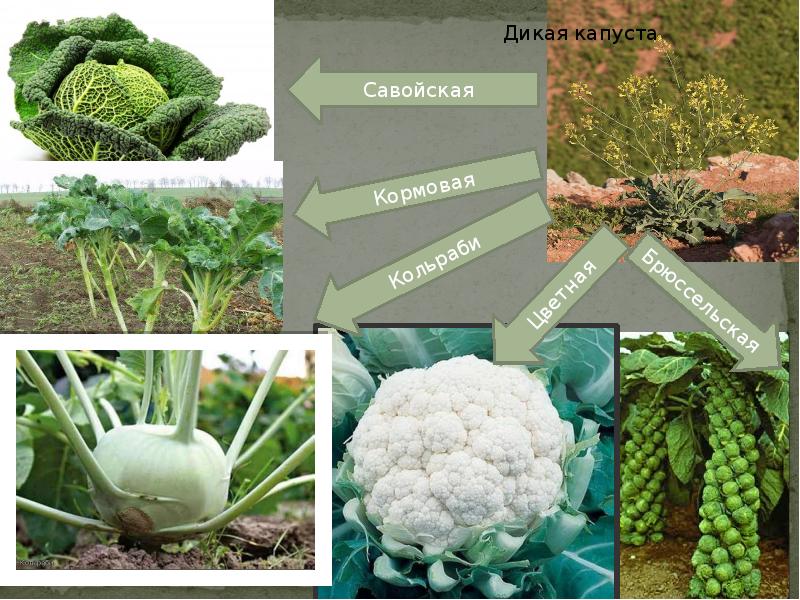 Капуста дика. Капуста кольраби брюссельская савойская. Дикорастущая капуста. Культурные сорта дикой капусты. Дикий предок капусты.