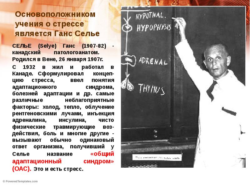 Селье. Синдром ганса селье. Ученый ганс селье. Синдром ганса селье. Синдром ганса селье.