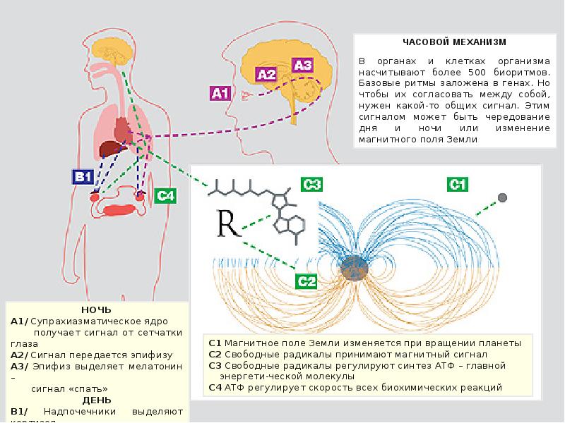 Биоритм зрения. Мультиосцилляторная модель регуляции биологических ритмов. Адаптационный синдром. Общий адаптационный синдром фото. Напиток Биоритм технология.