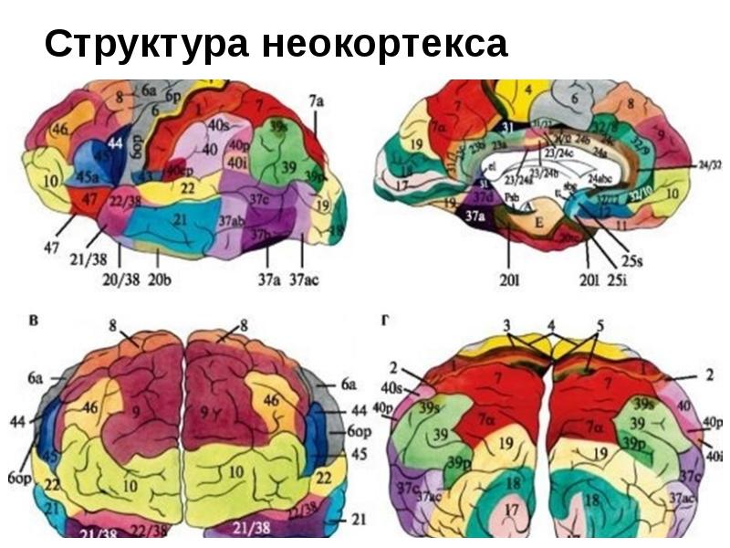 Карта мозга человека с описанием зон