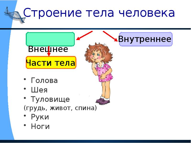 Строение тела человека презентация 2 класс