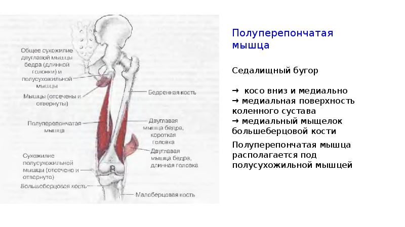 Полуперепончатая мышца коленного сустава. Коленный рефлекс полусухожильная мышца. Полуперепончатой мышцы коленного сустава. Полуперепончатая мышца бедра