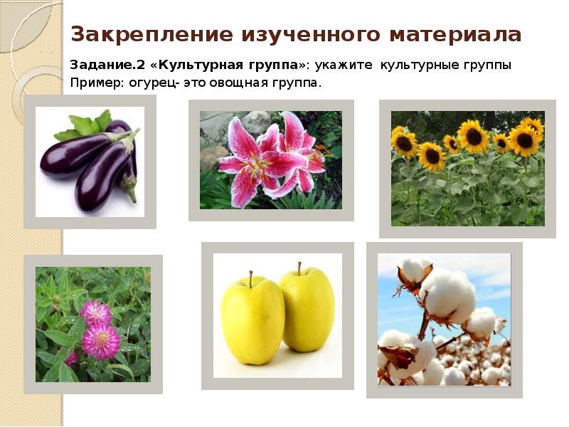 Примеры сортов культурных. Сорта культурных растений. Определенные культурные растения. Любые культурные растения. Сортовые любые культурные растения.