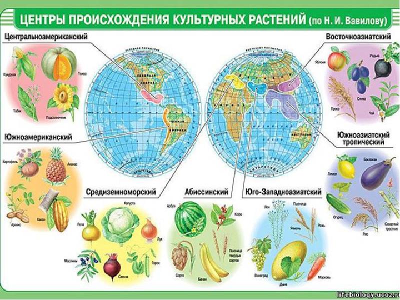 Реликтовые растения презентация