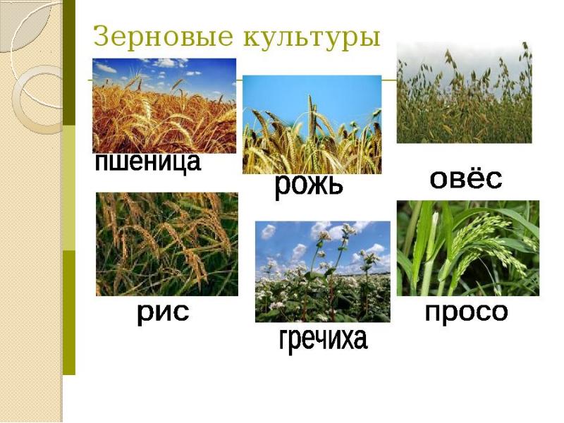 Типы растительности презентация по биологии