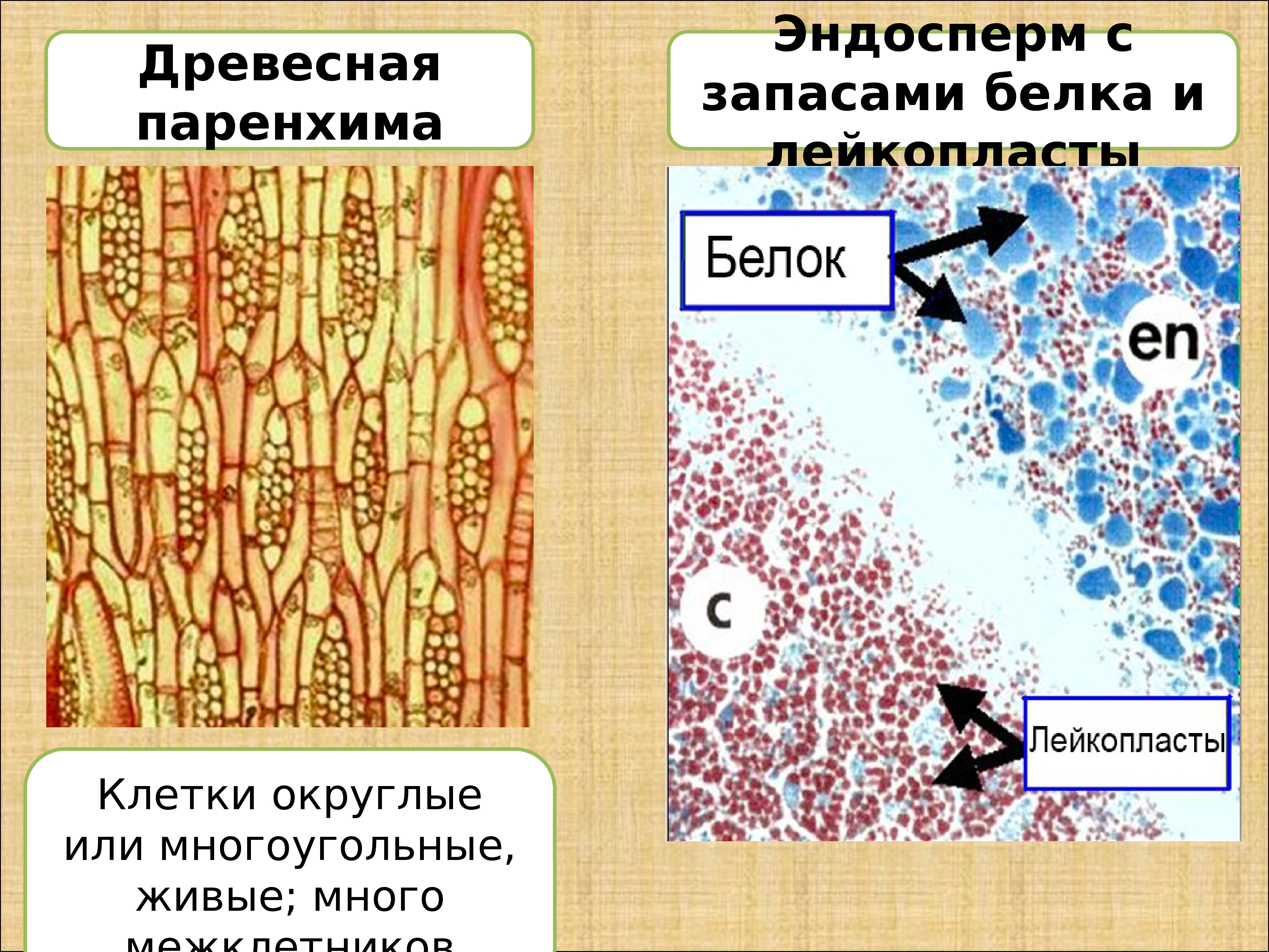 Запас белков. Клетки древесной паренхимы. Функция клеток древесной паренхимы. Древесная паренхима функции. Округлые клетки ткани.