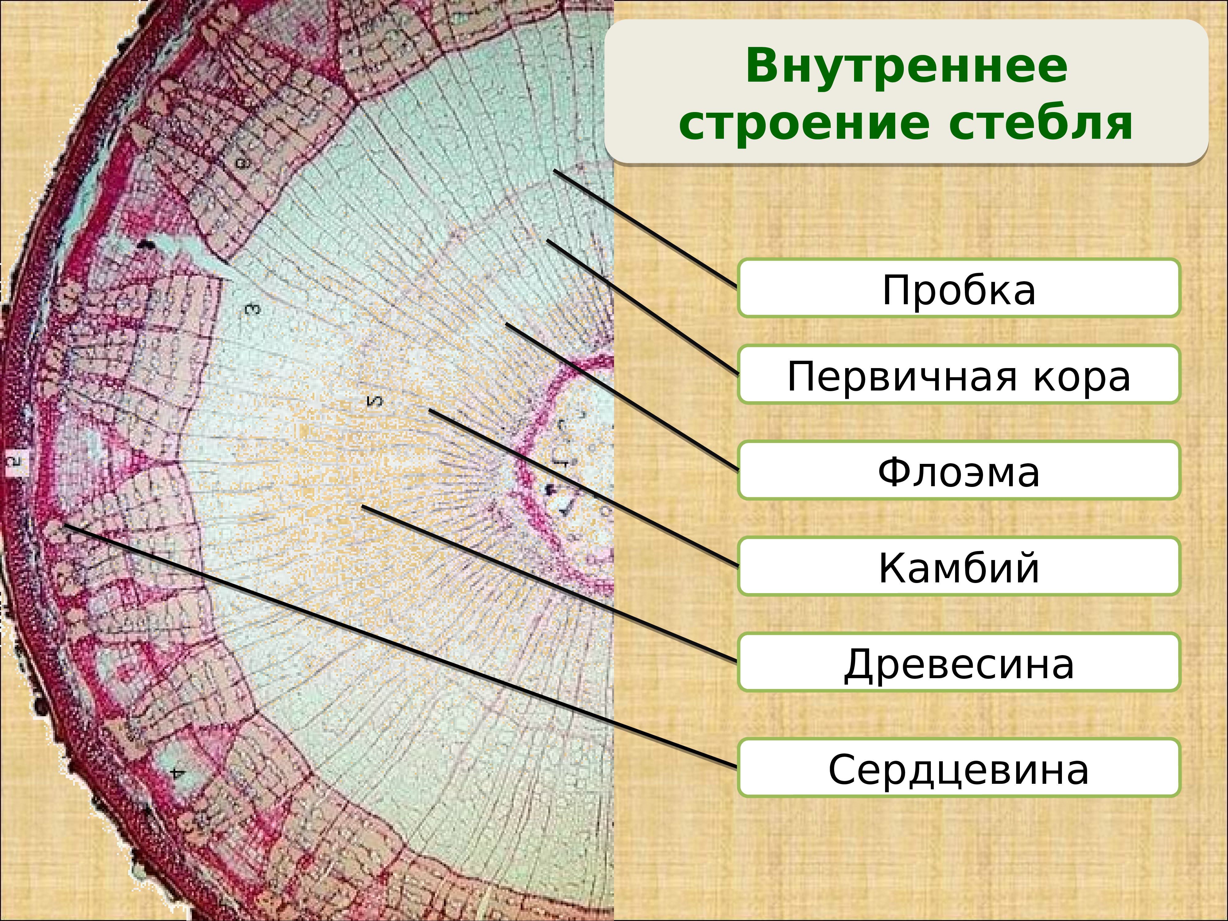 Первичная флоэма. Сердцевина Ксилема камбий флоэма. Строение стебля дерева Ксилема и флоэма. Строение древесного стебля Ксилема.