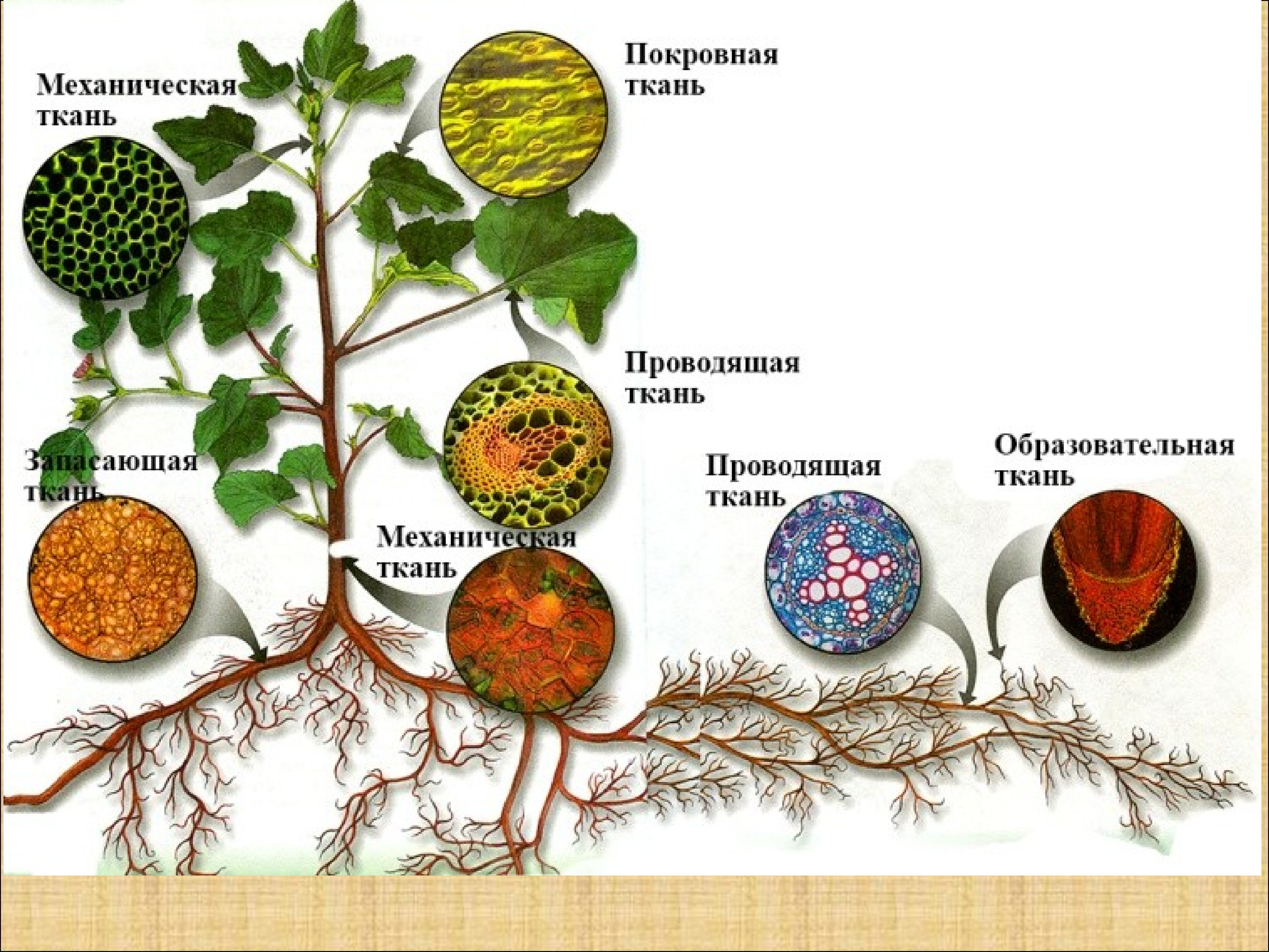 Ткани растений и их части