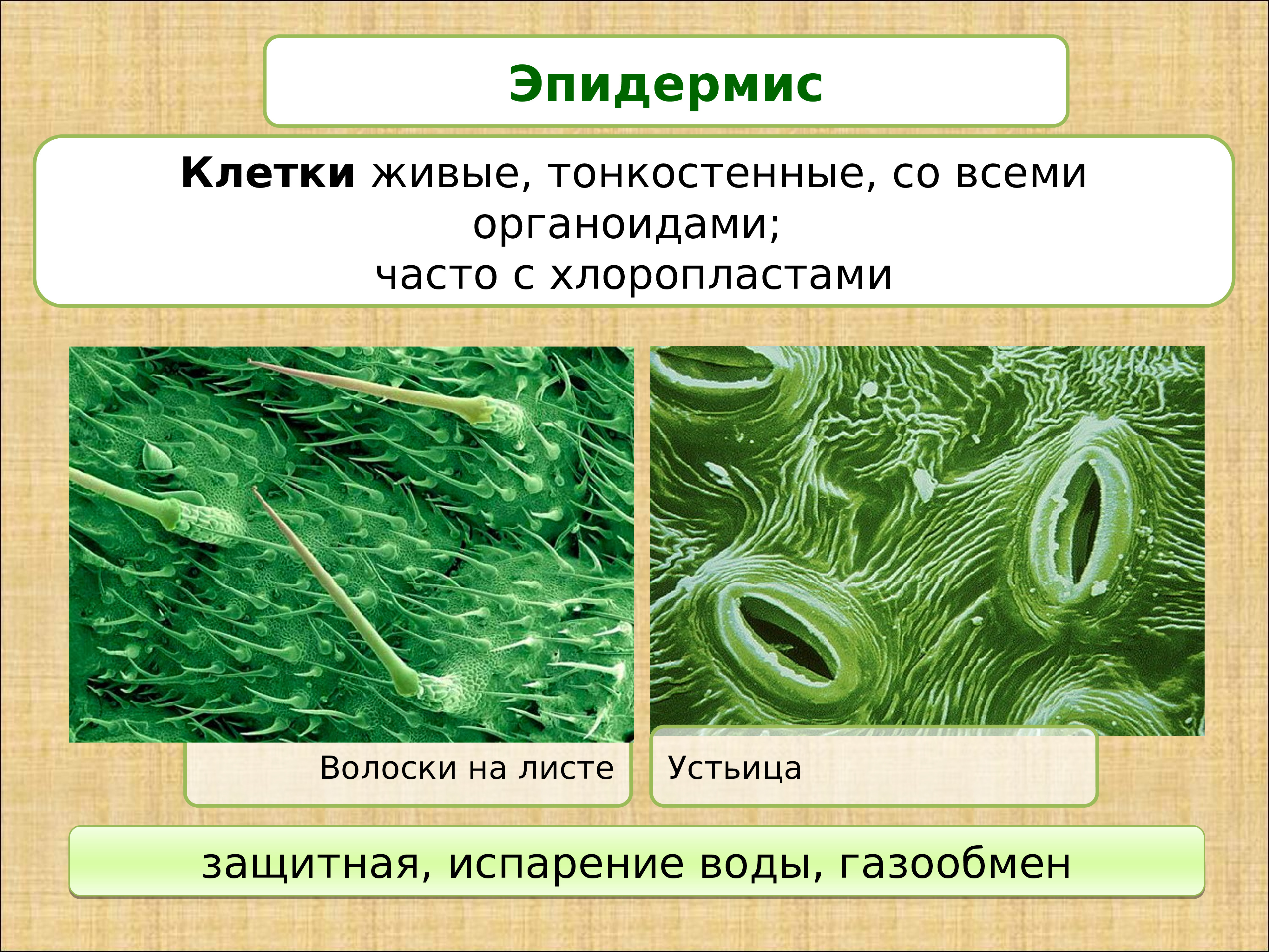 Устьица живые клетки. Эпидермис растений. Клетки эпидермиса растений. Строение эпидермиса растений. Форма клеток эпидермиса растений.