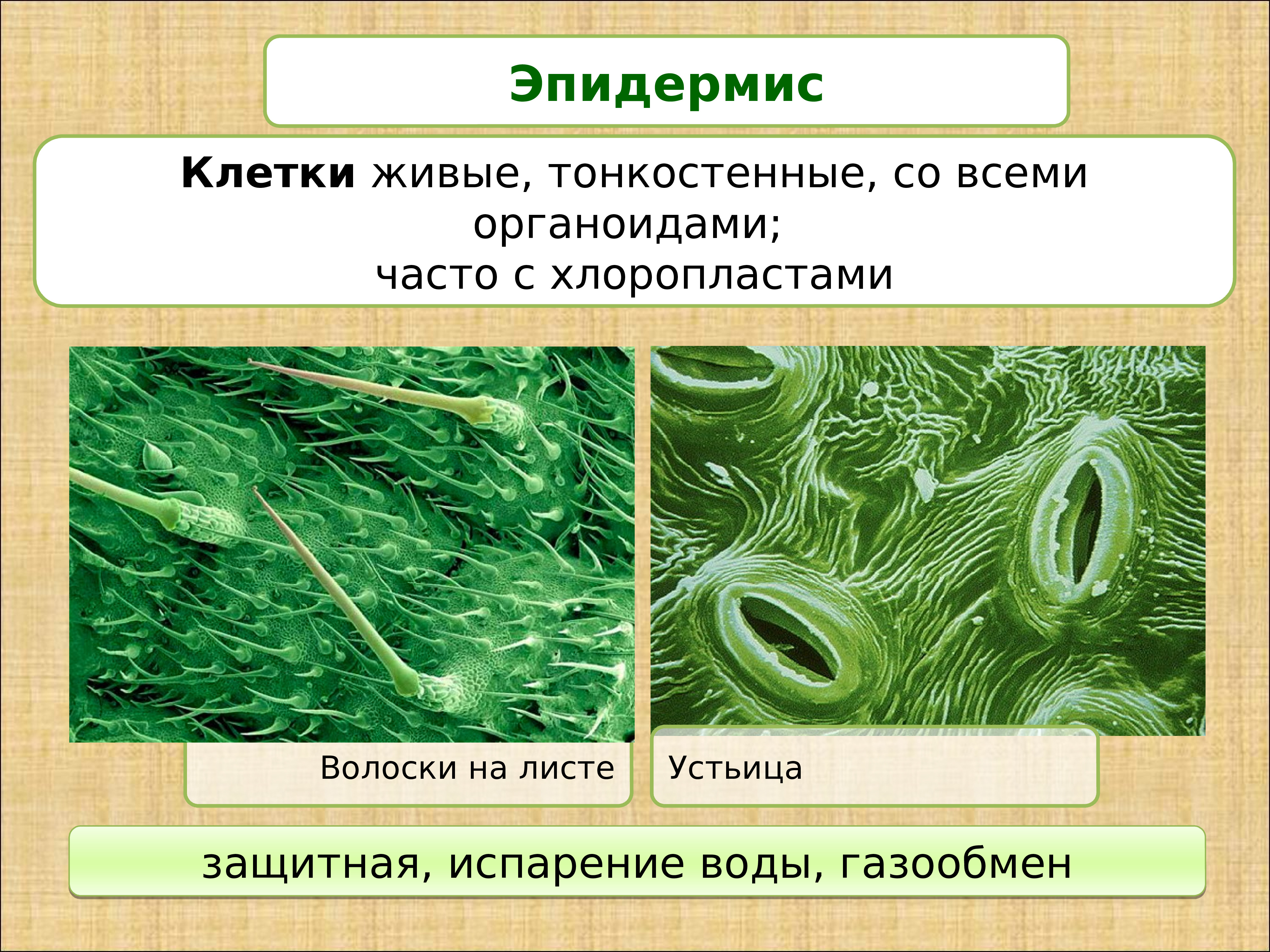 Эпидермиса листьев. Эпидермис растений. Клетки эпидермиса растений. Строение эпидермиса растений. Форма клеток эпидермиса растений.