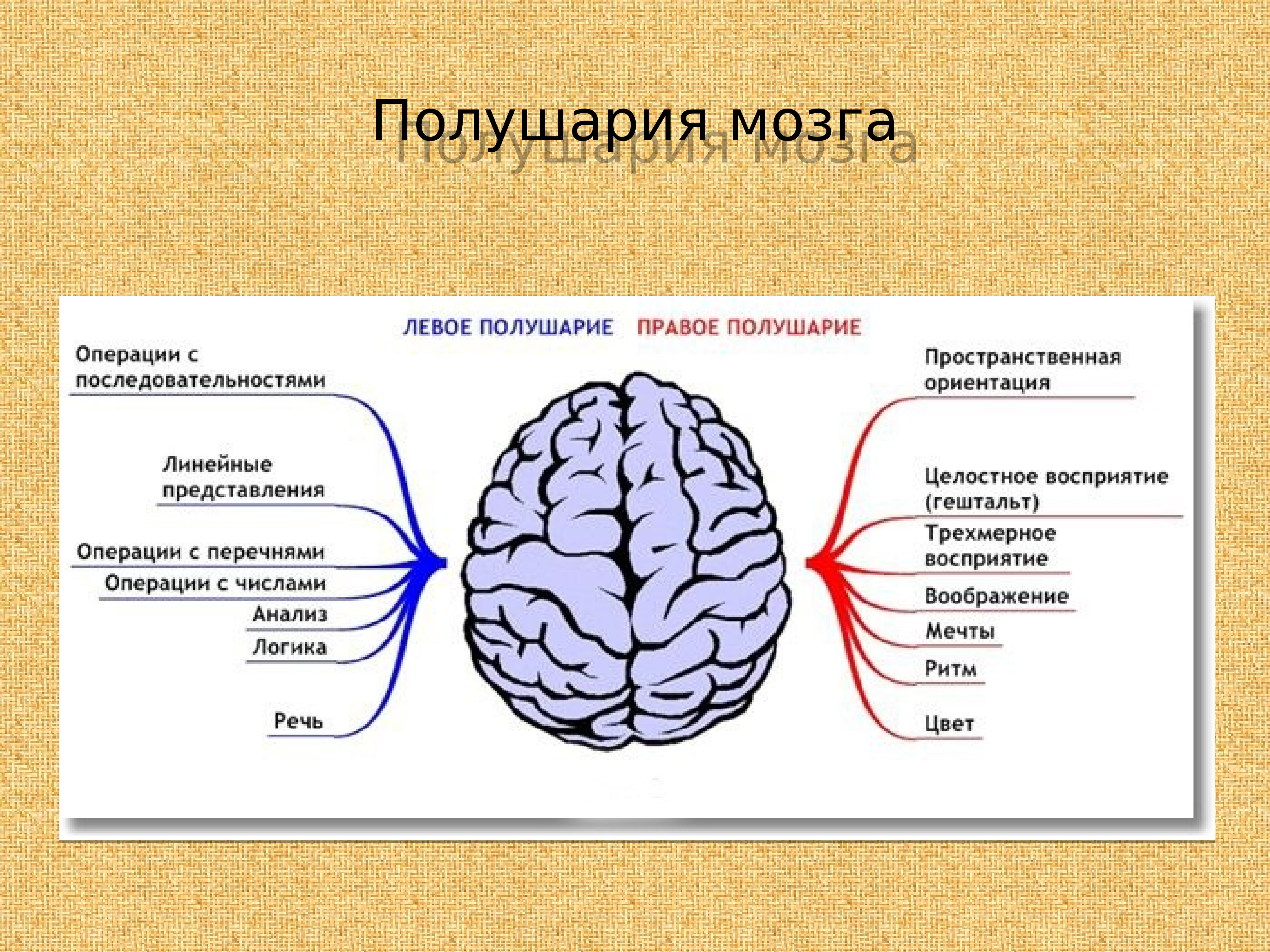 Сила сжимающая полушария. Локализация психических функций в коре головного мозга. Мозговая локализация высших психических функций. Функциональная асимметрия полушарий. Функциональная асимметрия полушарий мозга.