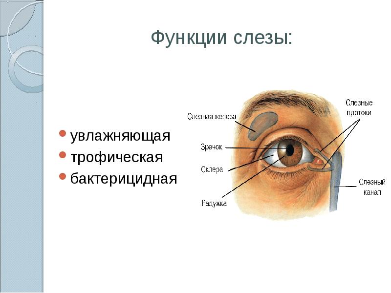 Рефракция глаза презентация