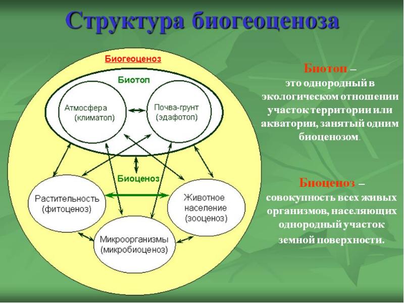 Выберите природный биоценоз. Биогеоценоз. Экосистема биоценоз биотоп. Биоценоз схема. Структура биогеоценоза и экосистемы.