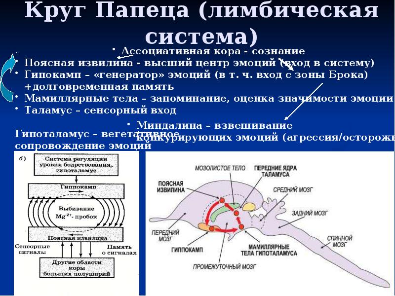 Схема лимбической системы