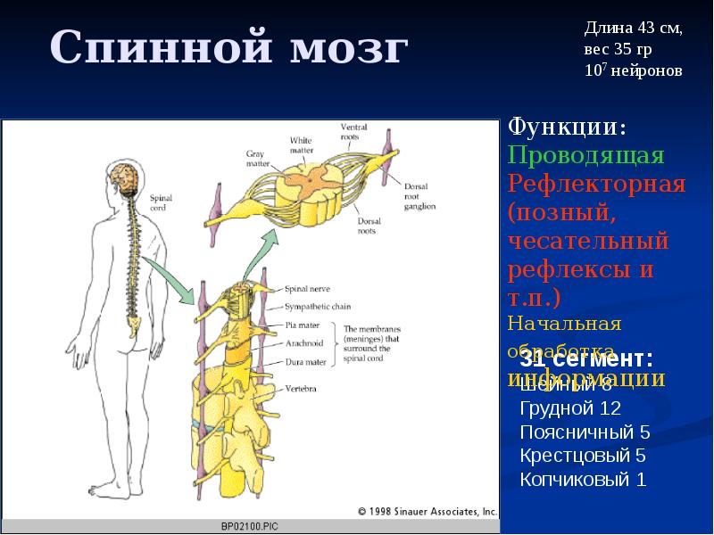 Физиология спинного мозга презентация