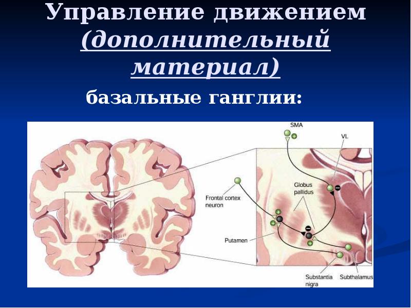 Дополнительное движение. Базальные ганглии физиология. Управление движениями физиология. Базальные ганглии и управление движениями. Управление движением биология.