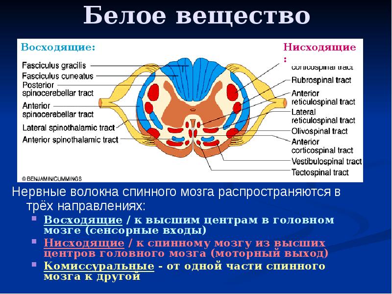 Мозг какое вещество. Белое вещество спинного мозга. Серое и белое вещество спинного мозга. Белое вещество спинного мозга состоит из. Из чего стоит белое вещество.